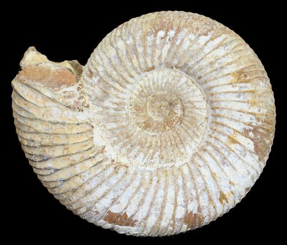 Perisphinctes Ammonite - Jurassic #54230